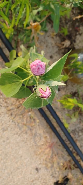 고풍마님님의 자유주제 · 자유게시판 작성글 사진