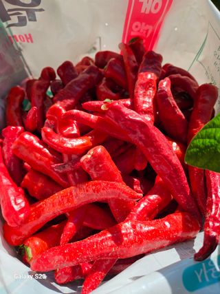 손윤영/수채화농원님의 작성글 사진