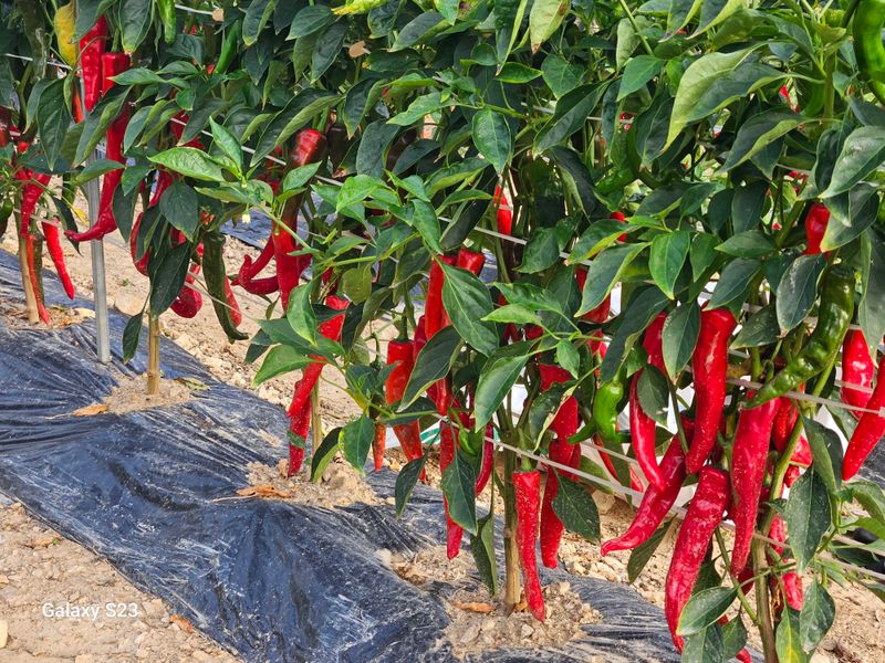 손윤영/수채화농원님의 장터 판매 상품 [청 양 고추가루 600g(1근)] 첨부 사진