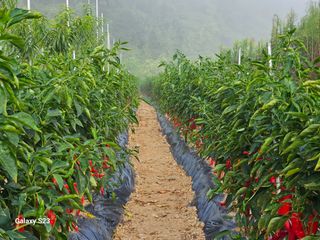 손윤영/수채화농원님의 작성글 사진