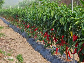 손윤영/수채화농원님의 작성글 사진