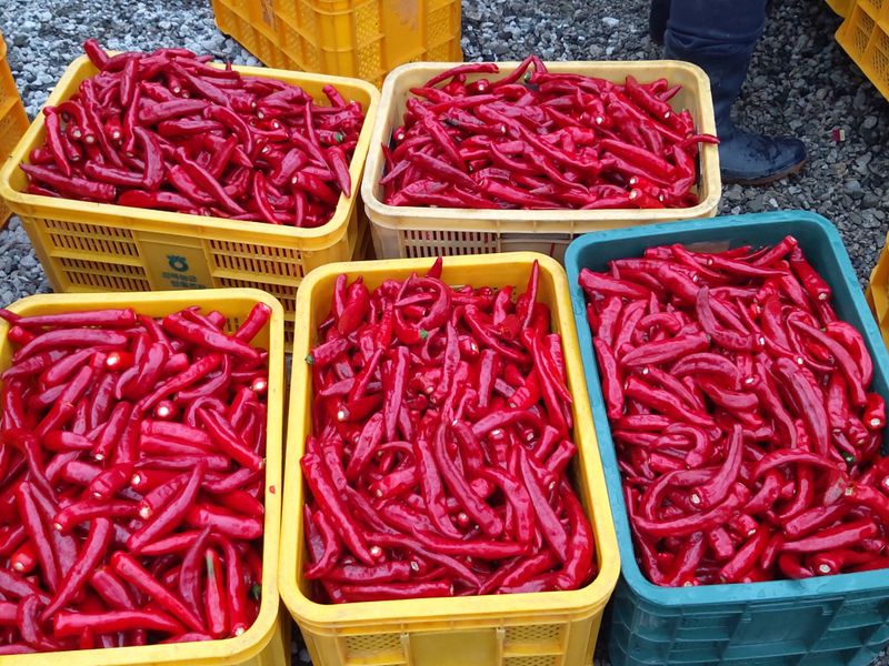 손윤영/수채화농원님의 장터 판매 상품 [청 양 고추가루 600g(1근)] 첨부 사진