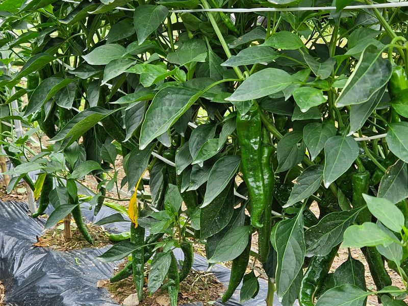 손윤영/수채화농원님의 장터 판매 상품 [청 양 고추가루 600g(1근)] 첨부 사진