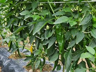 손윤영/수채화농원님의 작성글 사진