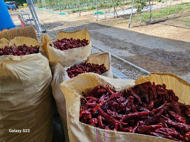 손윤영/수채화농원님의 장터 판매 상품 [청 양 고추가루 600g(1근)] 첨부 사진