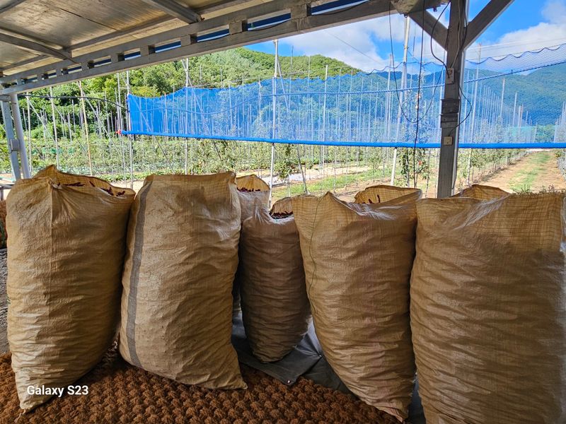 손윤영/수채화농원님의 장터 판매 상품 [청 양 고추가루 600g(1근)] 첨부 사진