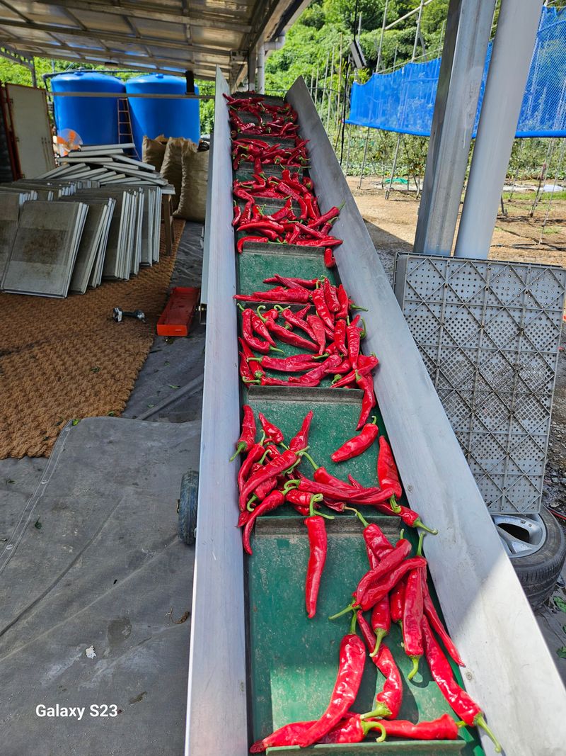 손윤영/수채화농원님의 장터 판매 상품 [청 양 고추가루 600g(1근)] 첨부 사진