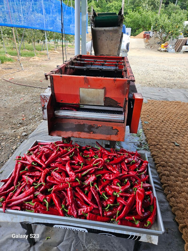 손윤영/수채화농원님의 장터 판매 상품 [청 양 고추가루 600g(1근)] 첨부 사진