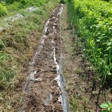 팜모닝 들깨·영농일지 게시글 이미지