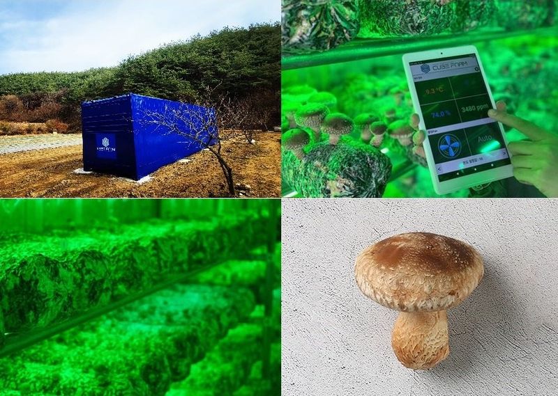 토리팜님의 장터 판매 상품 [[기본]저온성 표고버섯 은화고/500g] 첨부 사진