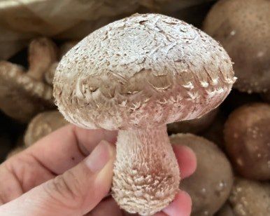 토리팜님의 장터 판매 상품 [[기본]저온성 표고버섯 은화고/500g] 첨부 사진