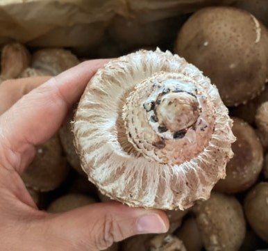 토리팜님의 장터 판매 상품 [[기본]저온성 표고버섯 은화고/500g] 첨부 사진