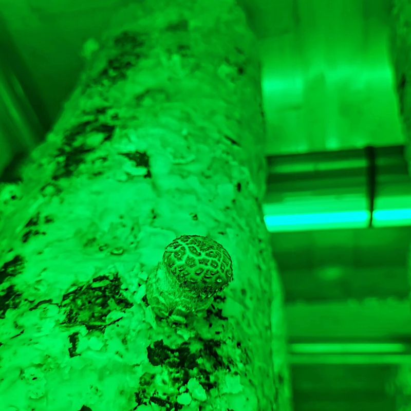 토리팜님의 장터 판매 상품 [[기본]저온성 표고버섯 은화고/500g] 첨부 사진