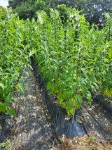 팜모닝 참깨·영농일지 게시글 이미지