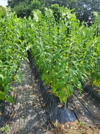 노후를풍요롭게님의 참깨 · 영농일지 작성글 사진