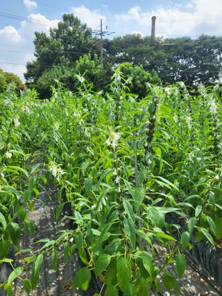 노후를풍요롭게님의 참깨 · 영농일지 작성글 사진