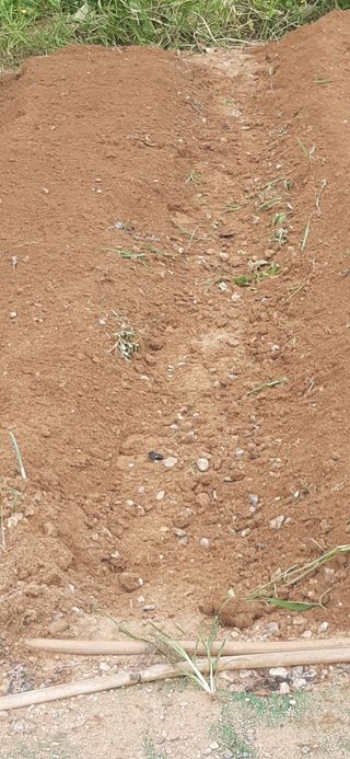 양승숙 (承光)님의 배추 · 영농일지 작성글 사진