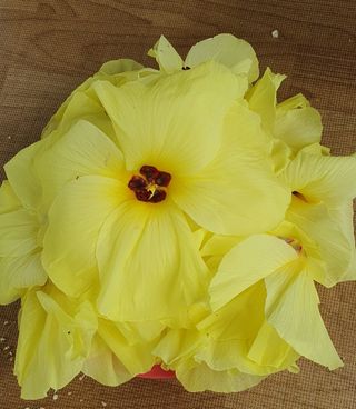 슈퍼맨님의 블루베리 · 영농일지 작성글 사진