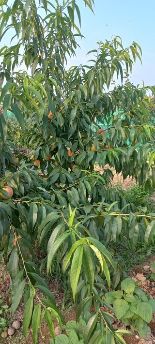 손중호 님의 복숭아 · 영농일지 작성글 사진