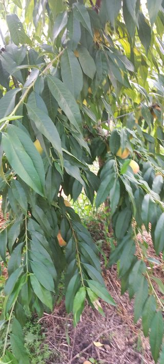 손중호 님의 복숭아 · 영농일지 작성글 사진