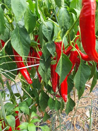 김영복님의 고추 · 영농일지 작성글 사진