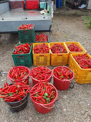 김영복님의 고추 · 영농일지 작성글 사진