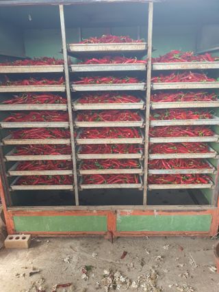 김영복님의 고추 · 영농일지 작성글 사진