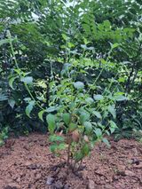 팜모닝 두릅·영농일지 게시글 이미지