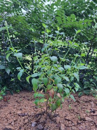 이찬암님의 두릅 · 영농일지 작성글 사진