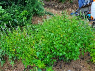 이찬암님의 두릅 · 영농일지 작성글 사진