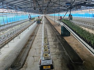 김민식 님의 토마토 · 영농일지 작성글 사진