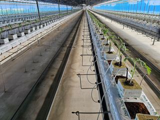 김민식 님의 토마토 · 영농일지 작성글 사진