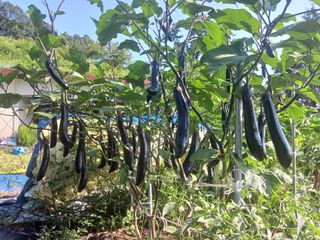 주복자님의 고추 · 영농일지 작성글 사진