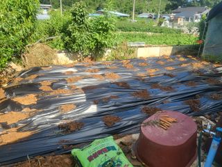 농막쥔님의 배추 · 영농일지 작성글 사진