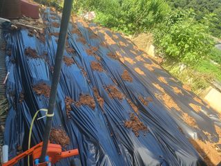 농막쥔님의 배추 · 영농일지 작성글 사진