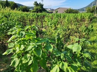 가평오디님의 들깨 · 병해충상담 작성글 사진