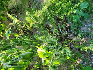 가평오디님의 들깨 · 병해충상담 작성글 사진