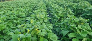 신철승님의 기타작물 · 영농일지 작성글 사진