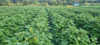 신철승님의 기타작물 · 영농일지 작성글 사진