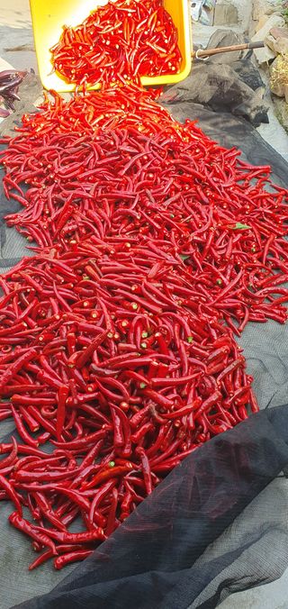 최고봉님최진홍님의 고추 · 영농일지 작성글 사진