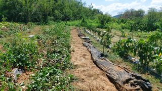 초보농부님의 고구마 · 영농일지 작성글 사진