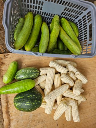 농업인님의 기타작물 · 영농일지 작성글 사진