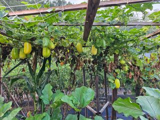 농업인님의 기타작물 · 영농일지 작성글 사진