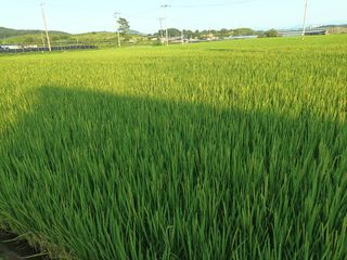 이종원님의 벼 · 영농일지 작성글 사진