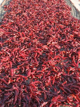 이종원님의 벼 · 영농일지 작성글 사진