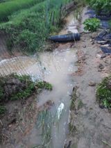 팜모닝 두릅·일상 게시글 이미지