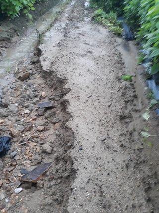 류대균님의 두릅 · 일상 작성글 사진