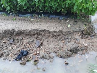 류대균님의 두릅 · 일상 작성글 사진