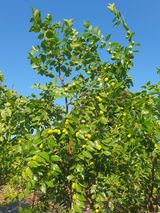 팜모닝 기타작물·영농일지 게시글 이미지