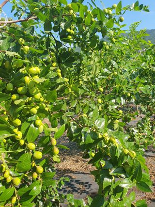 최동수님의 기타작물 · 영농일지 작성글 사진